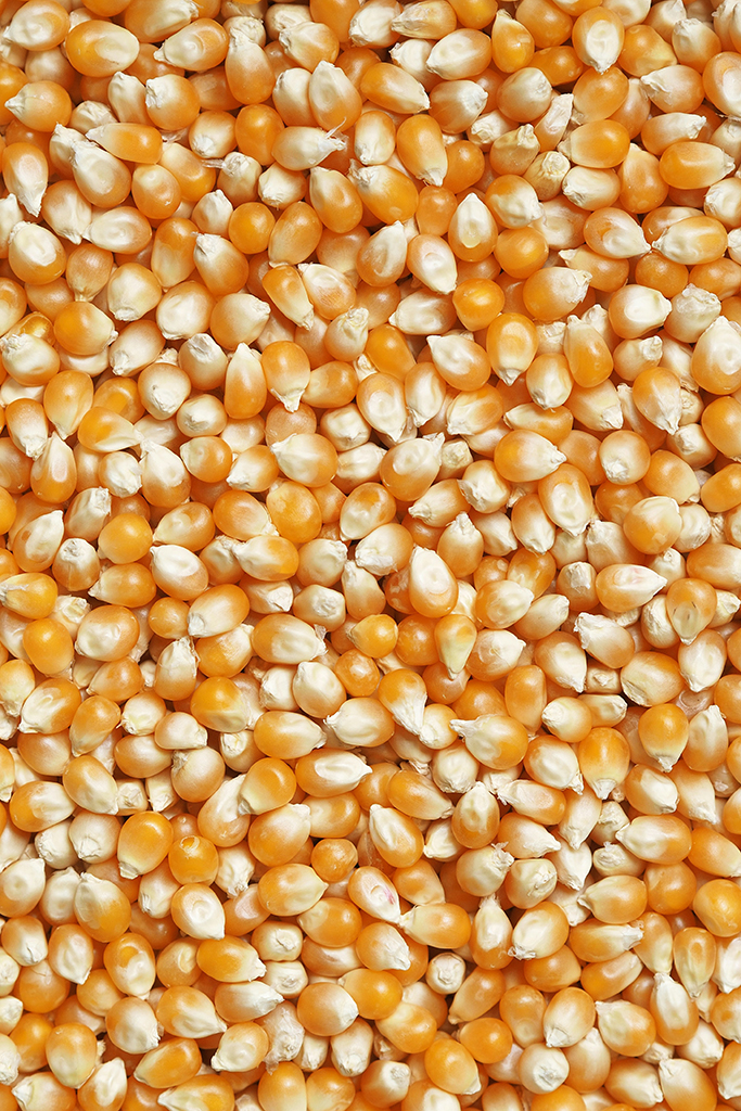 Der Mais ist heiss